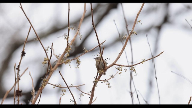 Yellow-rumped Warbler (Myrtle x Audubon's) - ML613390602
