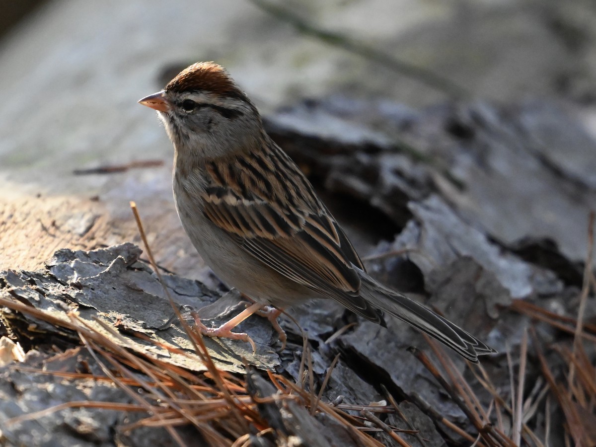 Chipping Sparrow - ML613390619