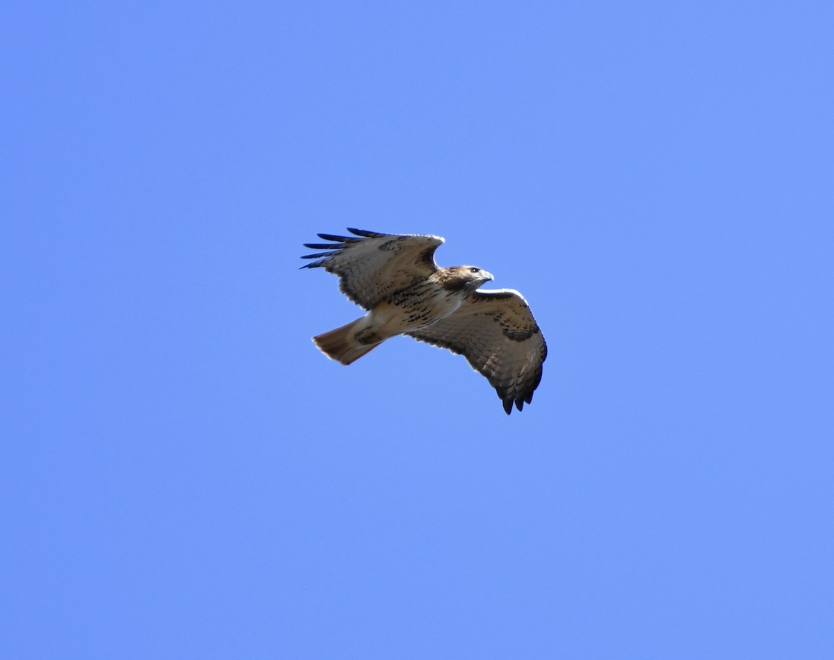 Red-tailed Hawk (borealis) - ML613390664