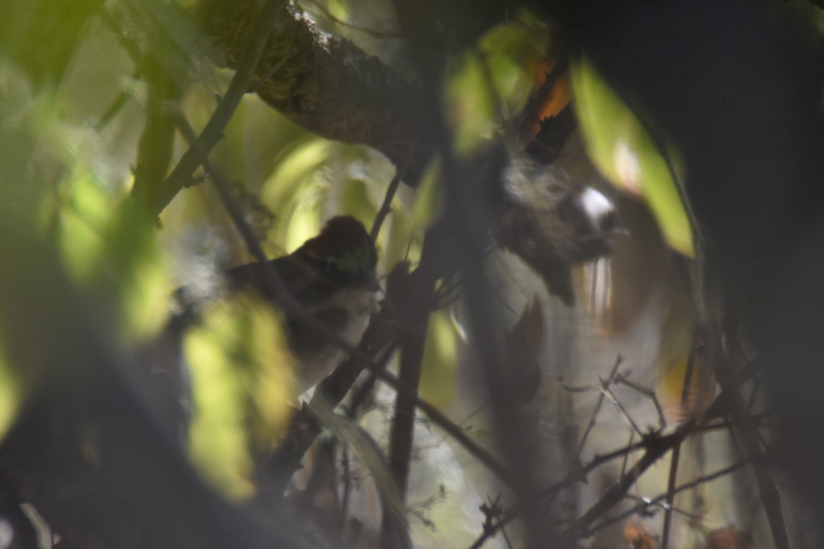 Rusty-crowned Ground-Sparrow - ML613390669