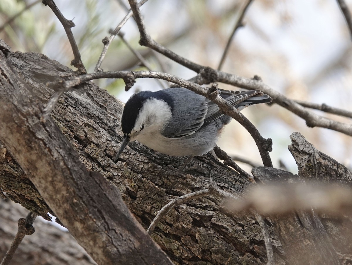 White-breasted Nuthatch - ML613390674