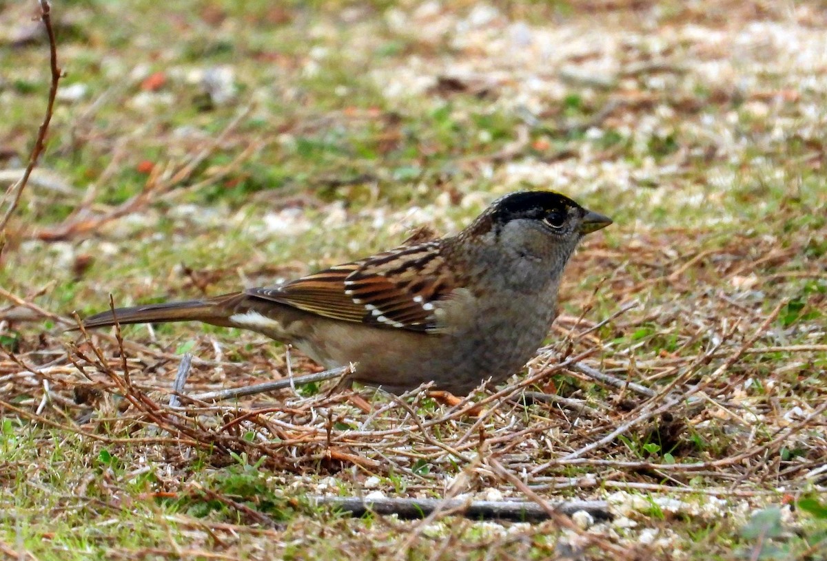 Golden-crowned Sparrow - ML613390691