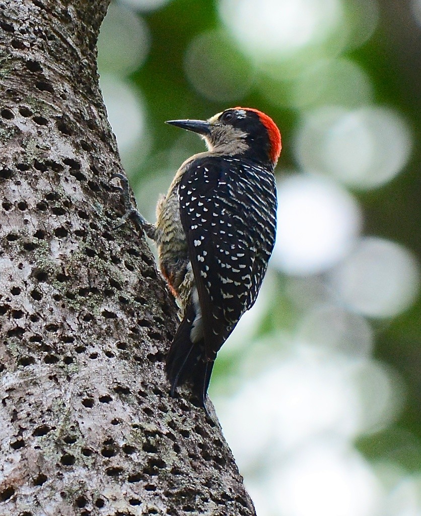 Black-cheeked Woodpecker - ML613390771