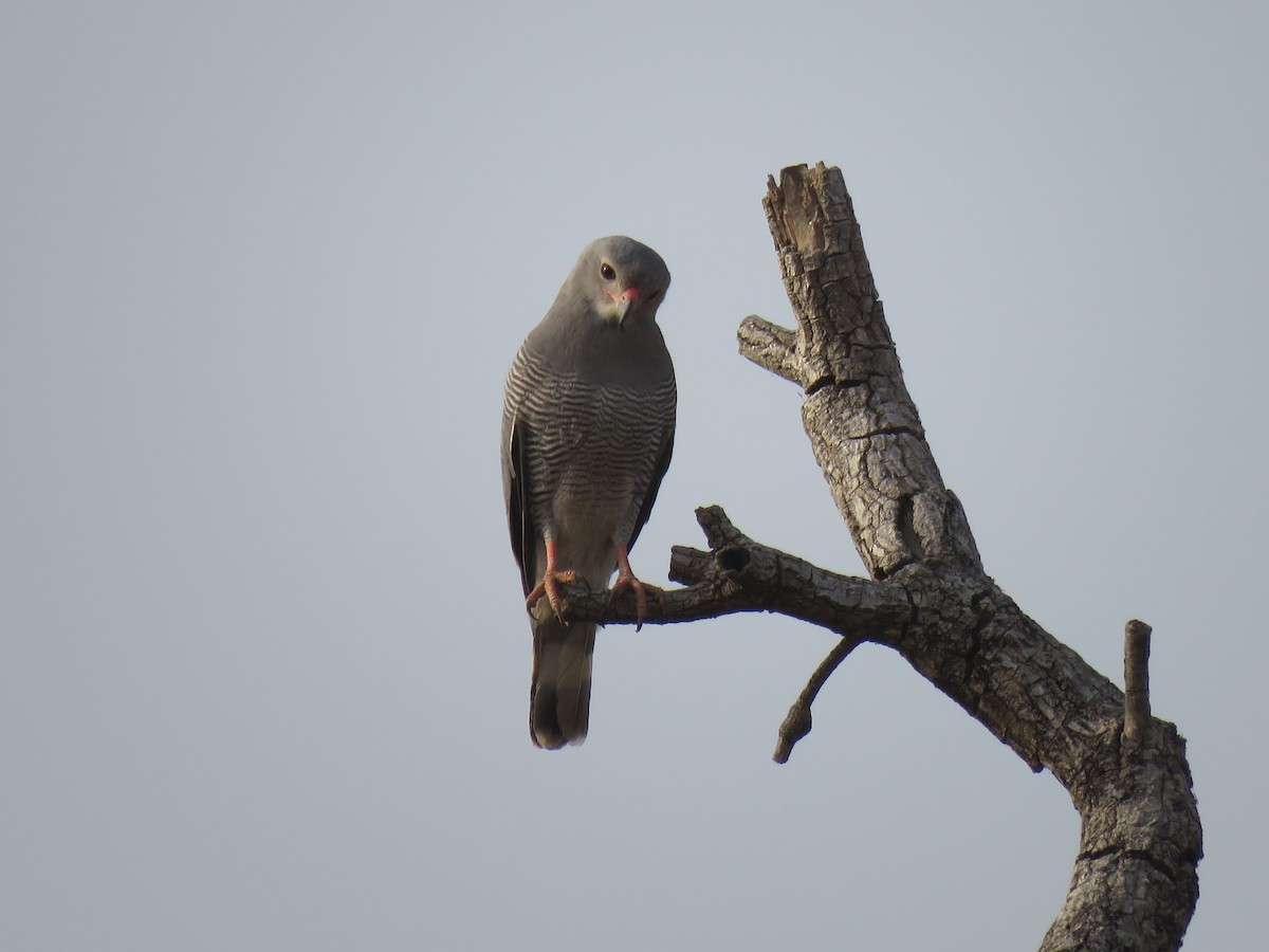 Lizard Buzzard - ML613390782