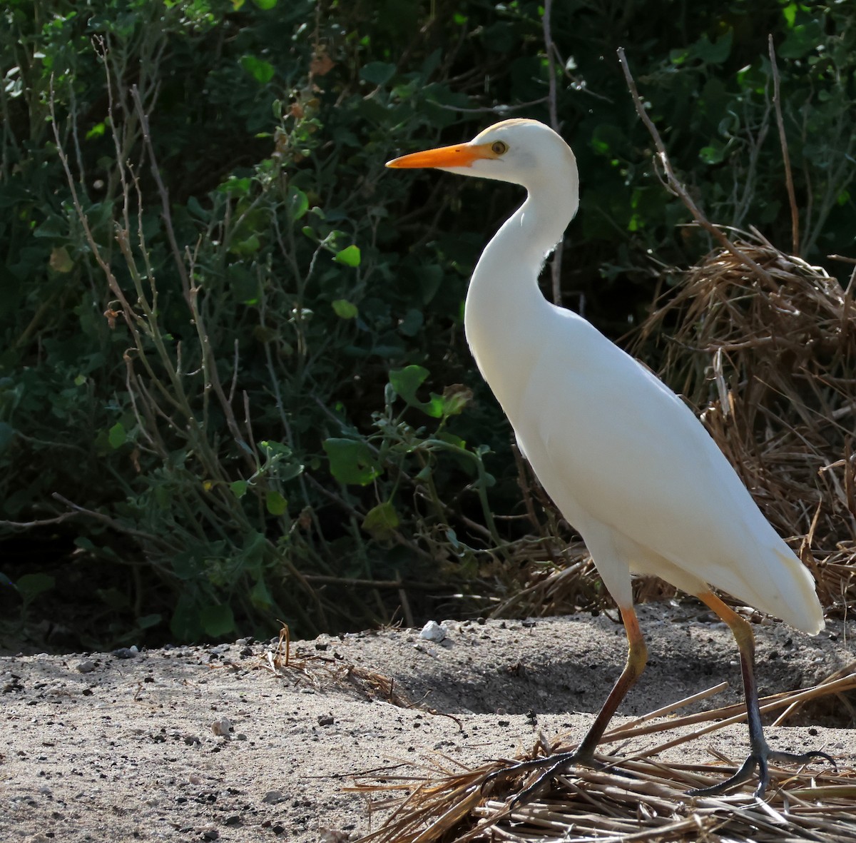 Египетская цапля (ibis) - ML613390878