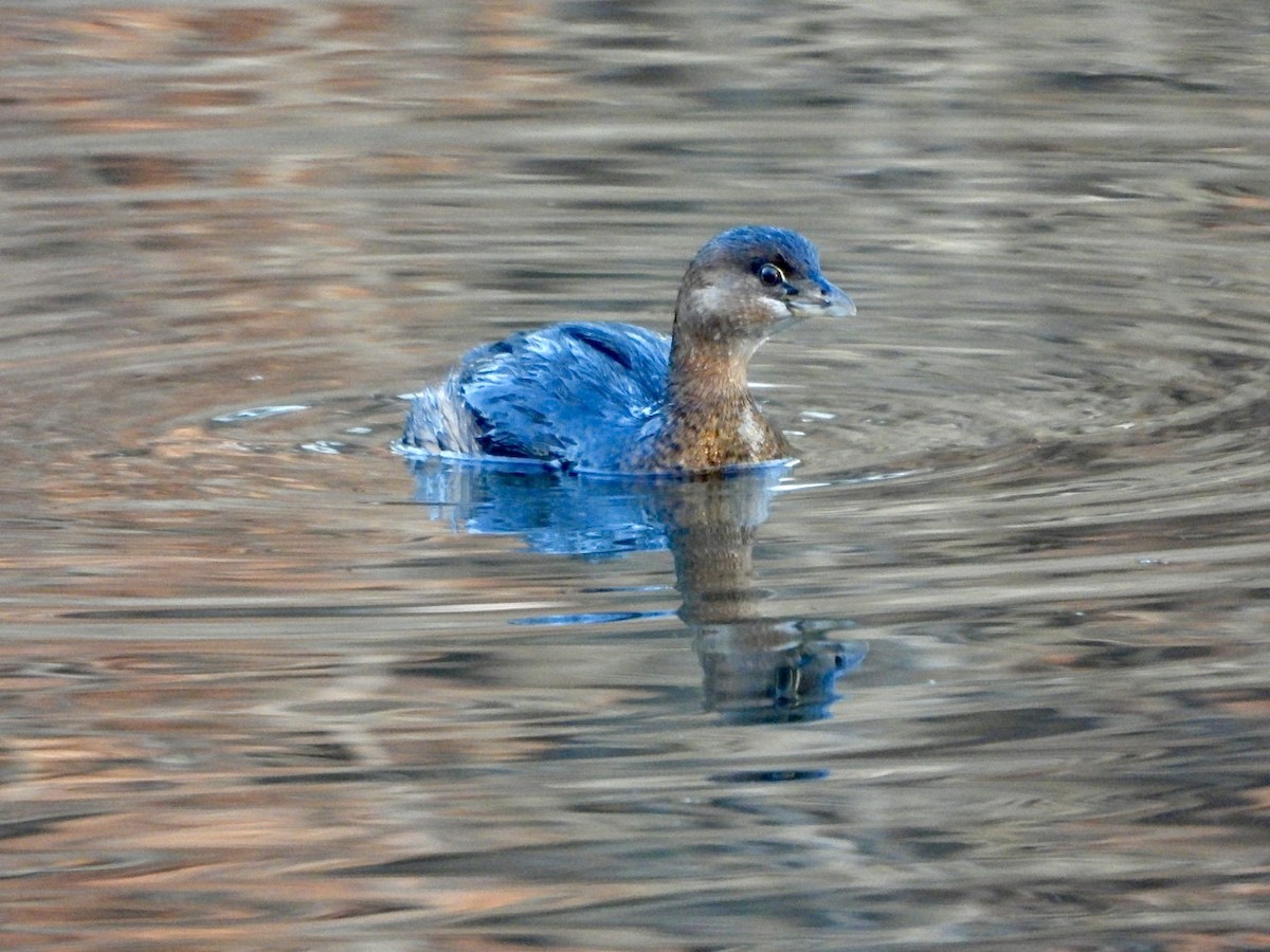 Pied-billed Grebe - ML613390915