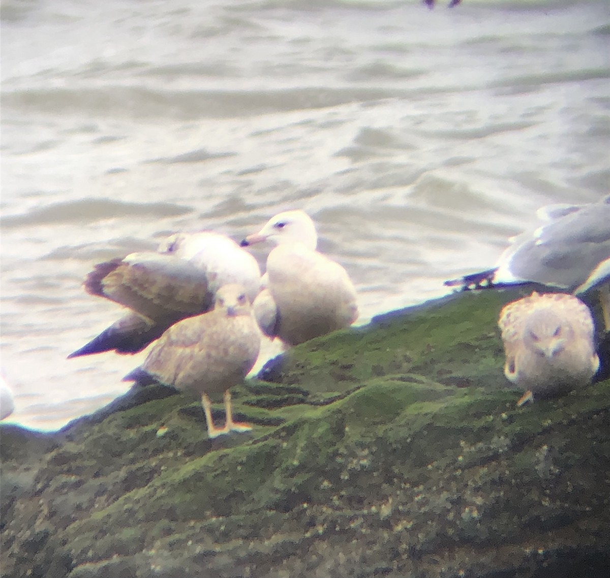 Glaucous Gull - ML613390958