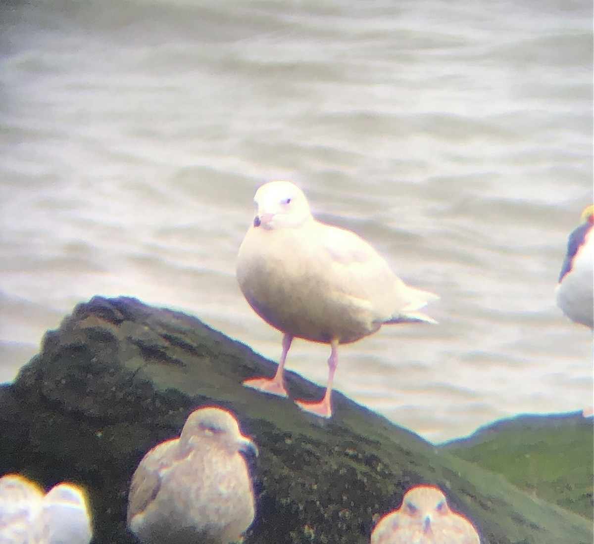 Glaucous Gull - ML613390962