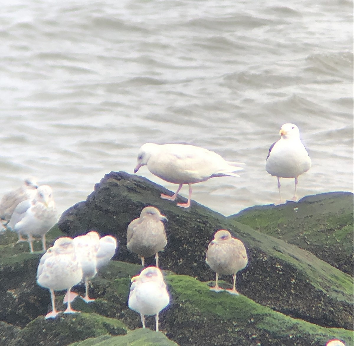 Glaucous Gull - ML613390964