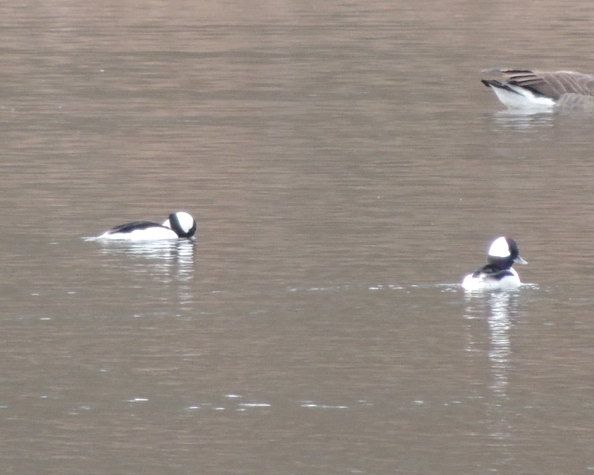 Bufflehead - ML613390974