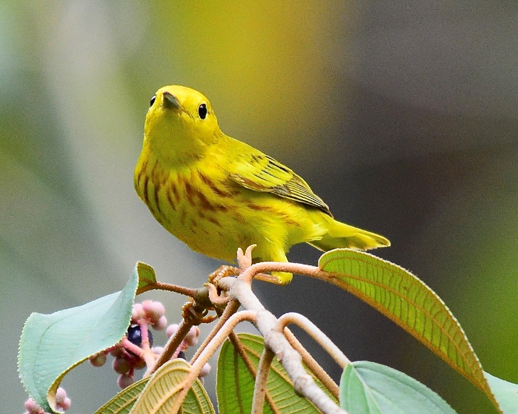 Northern/Mangrove Yellow Warbler - ML613390999