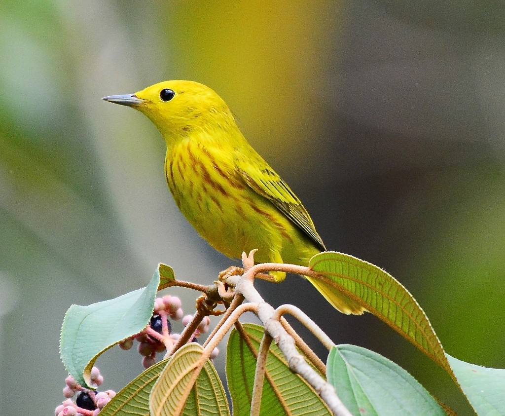 Northern/Mangrove Yellow Warbler - ML613391000