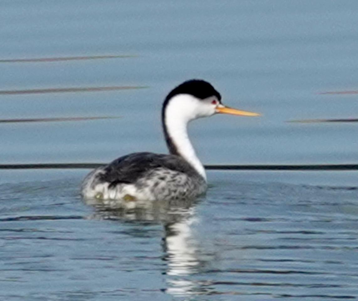 Clark's Grebe - ML613391026