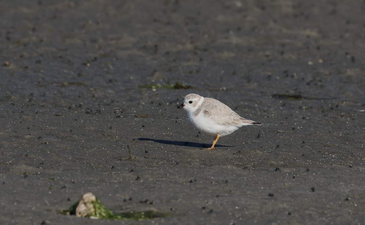 Piping Plover - ML613391055