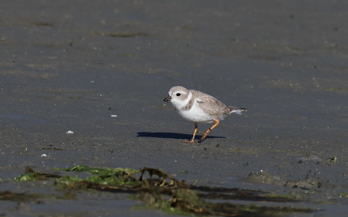 Piping Plover - ML613391063