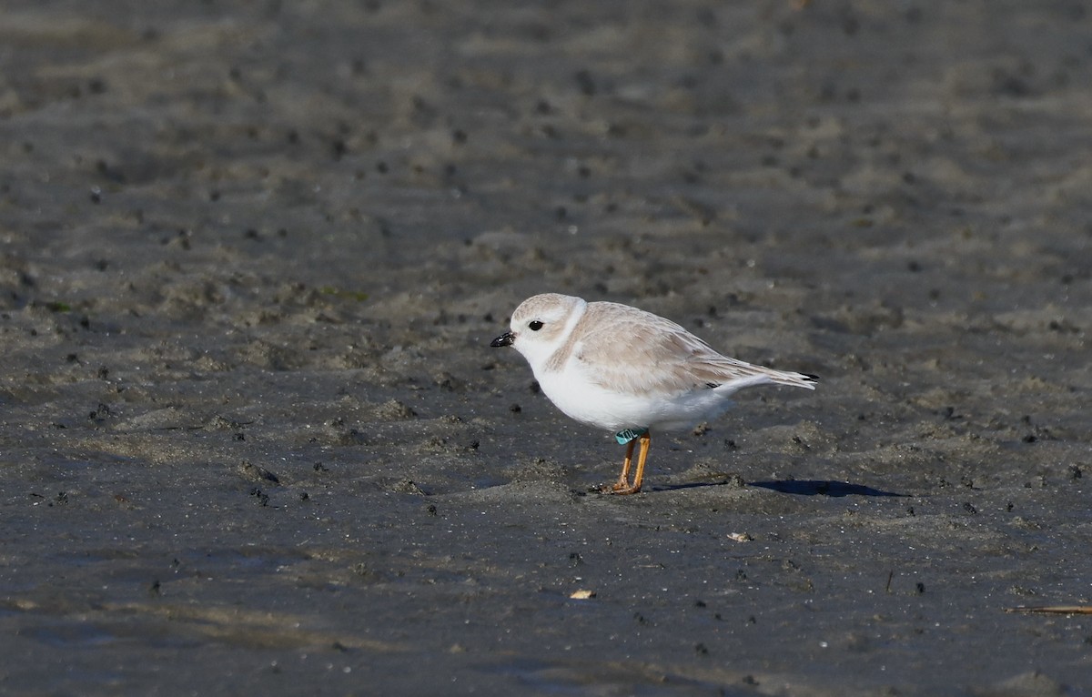 Piping Plover - ML613391075