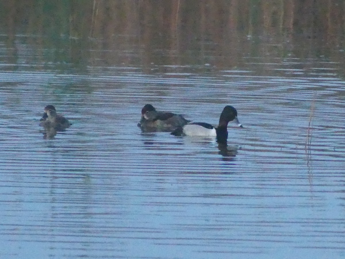 Ring-necked Duck - Roger Searcy