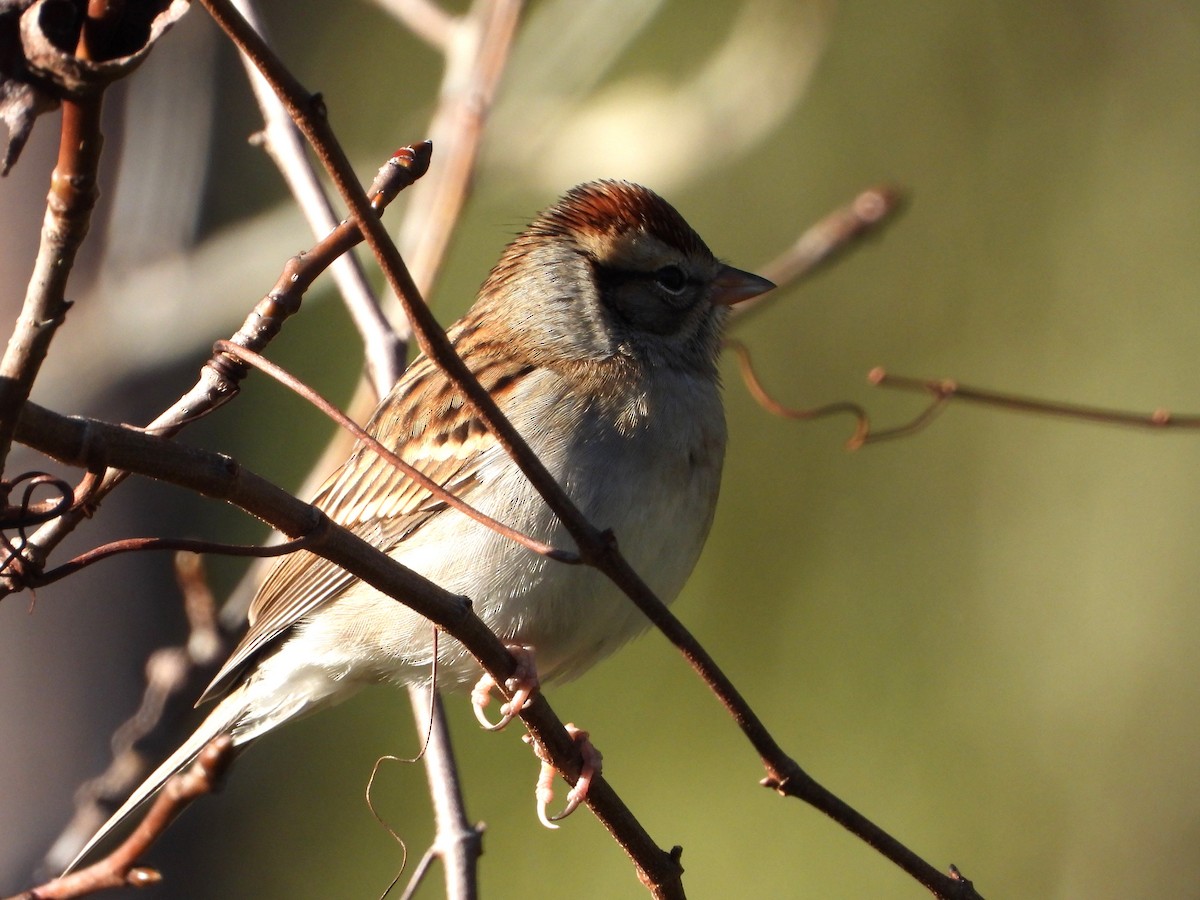 Chipping Sparrow - ML613391163