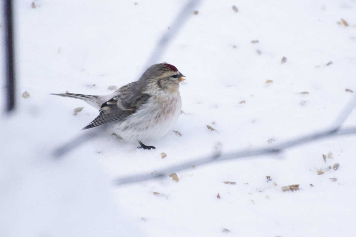 Redpoll (Hoary) - ML613391180