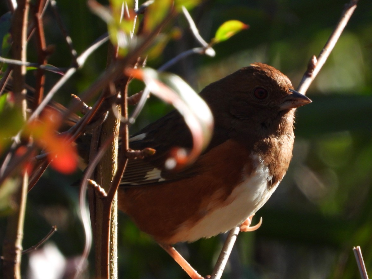 Tohi à flancs roux - ML613391184