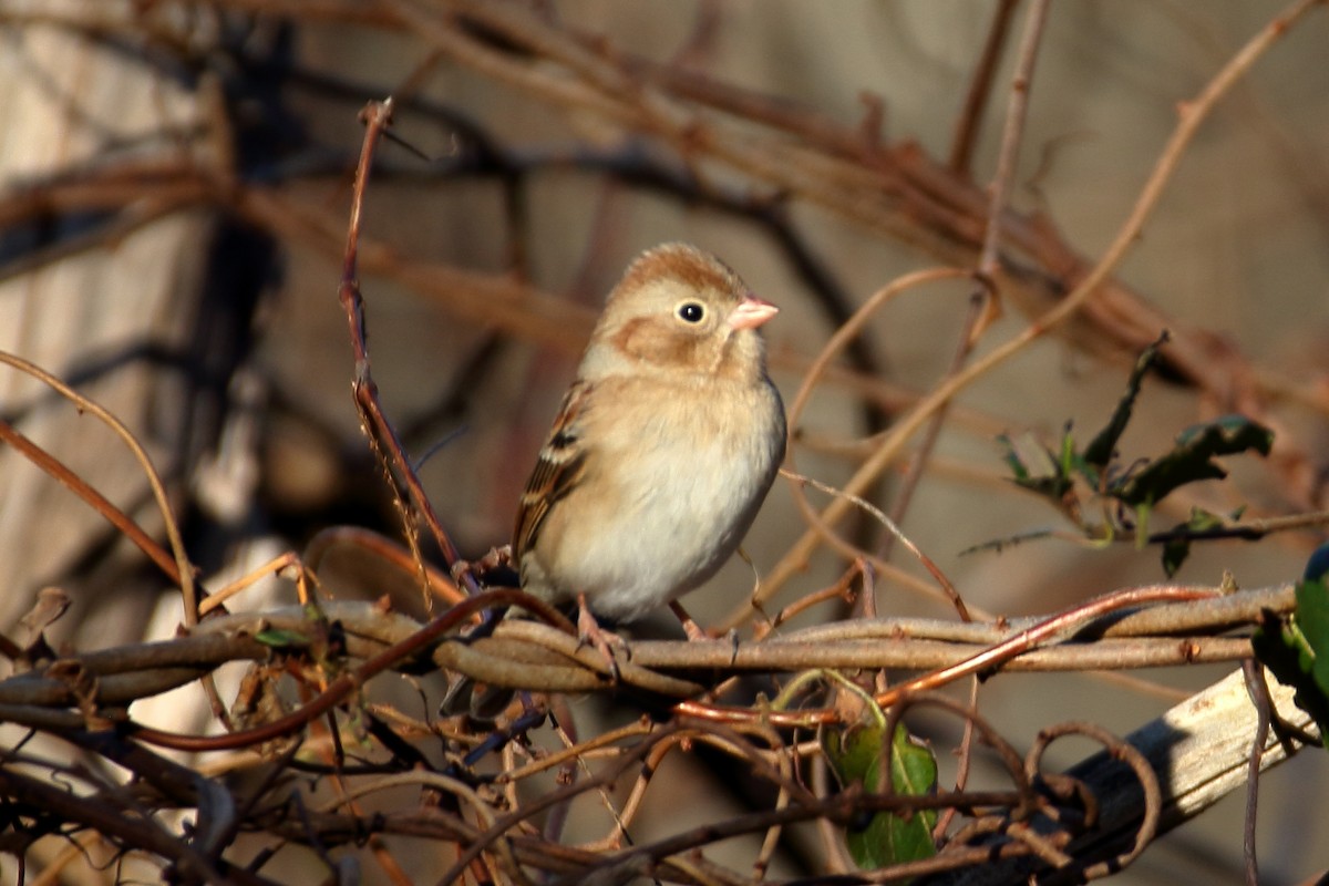 Field Sparrow - ML613391194