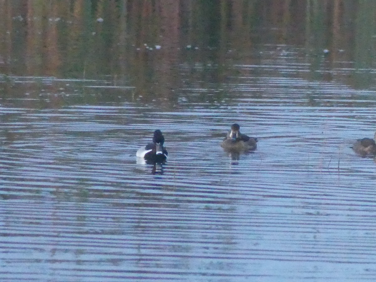 Ring-necked Duck - Roger Searcy