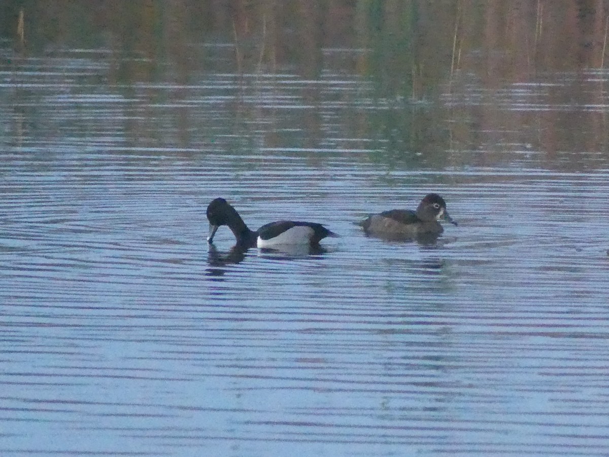 Ring-necked Duck - ML613391197