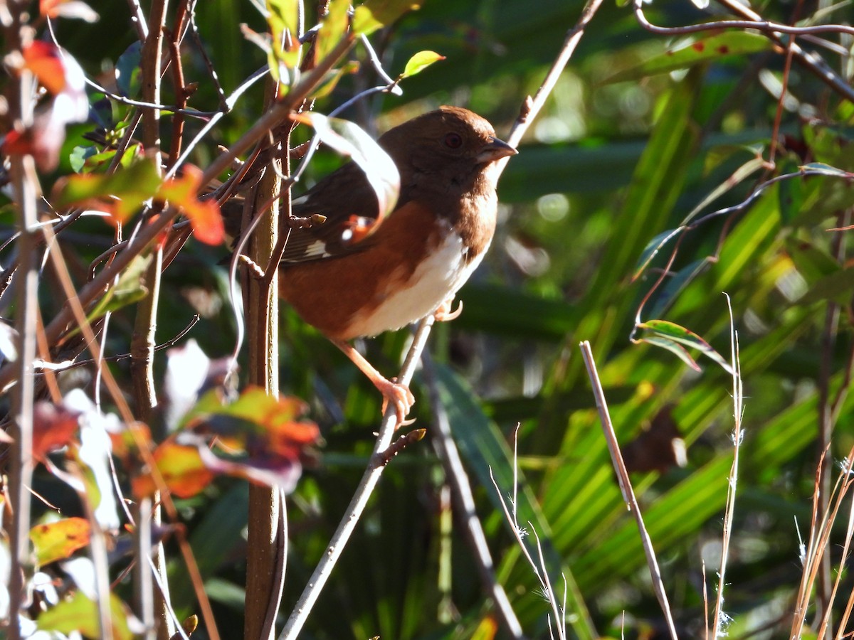 ワキアカトウヒチョウ - ML613391208