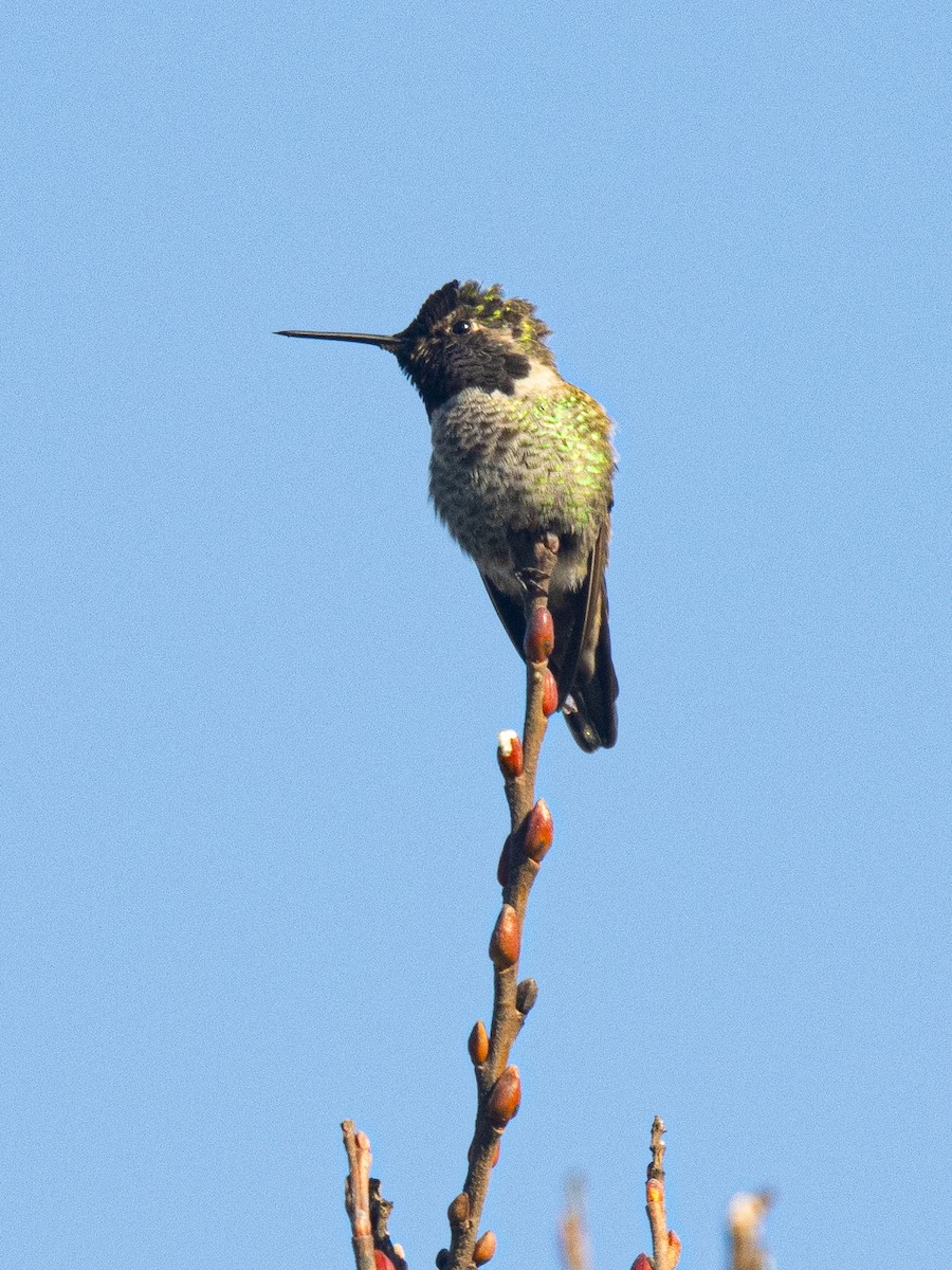 Anna's Hummingbird - ML613391211
