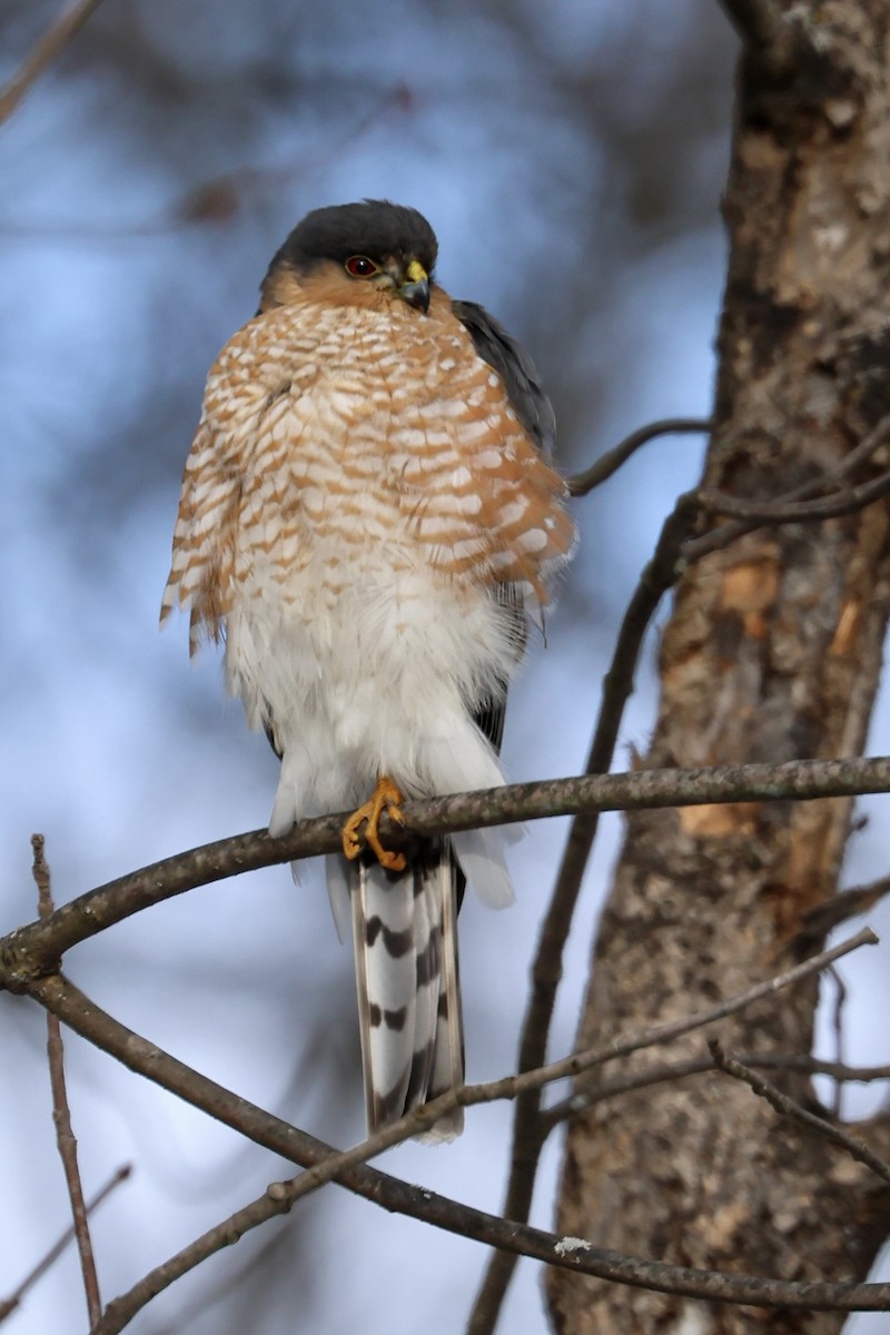 Sharp-shinned Hawk - ML613391212