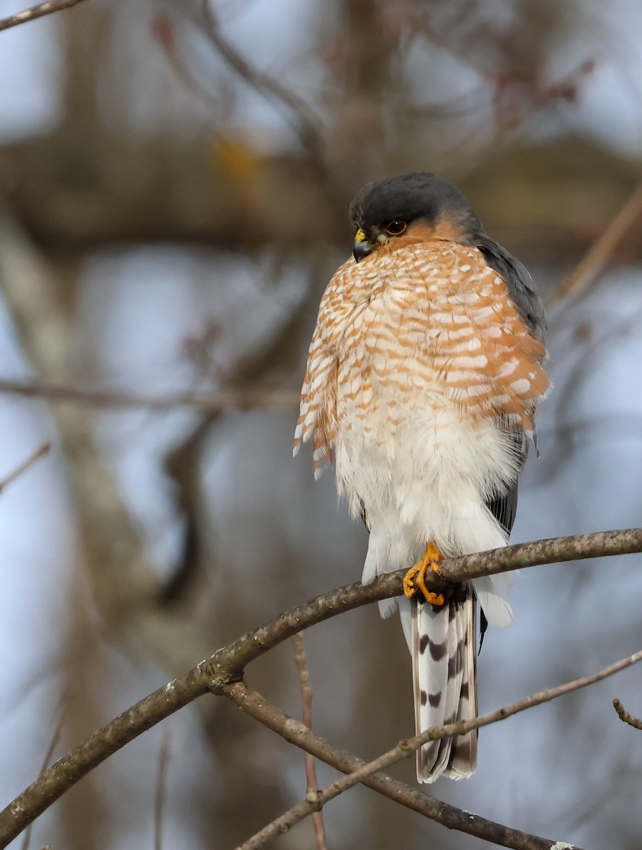 Sharp-shinned Hawk - ML613391213