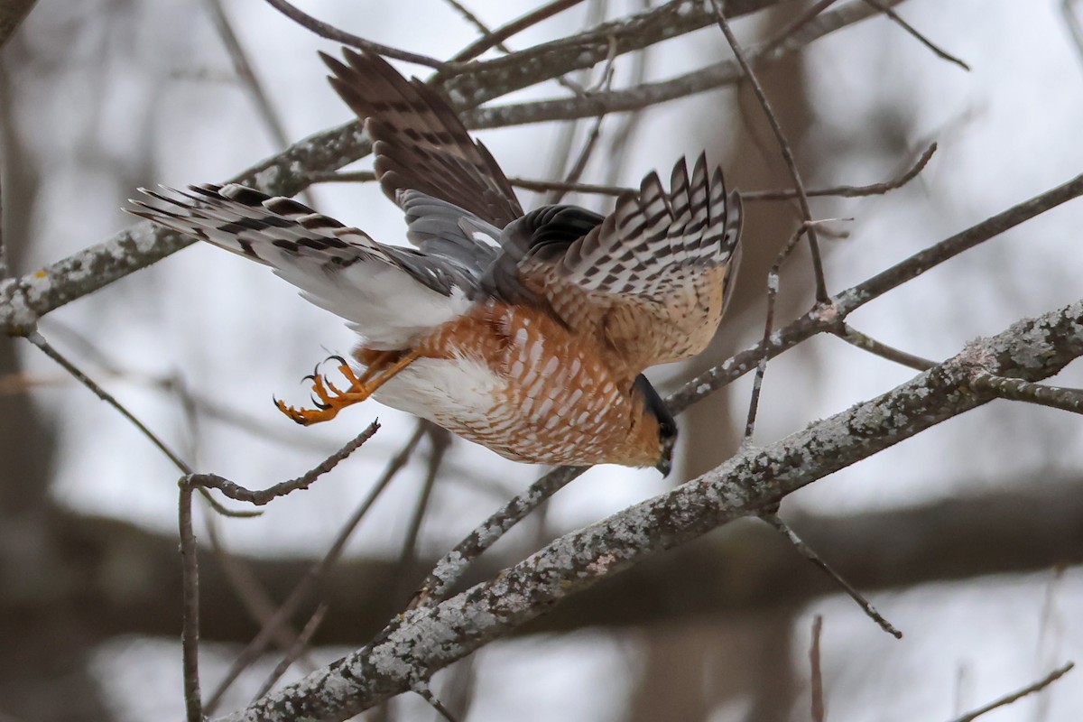 Sharp-shinned Hawk - ML613391214