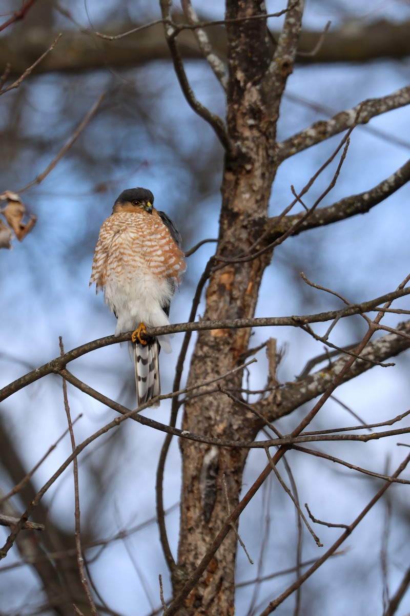 Sharp-shinned Hawk - ML613391215