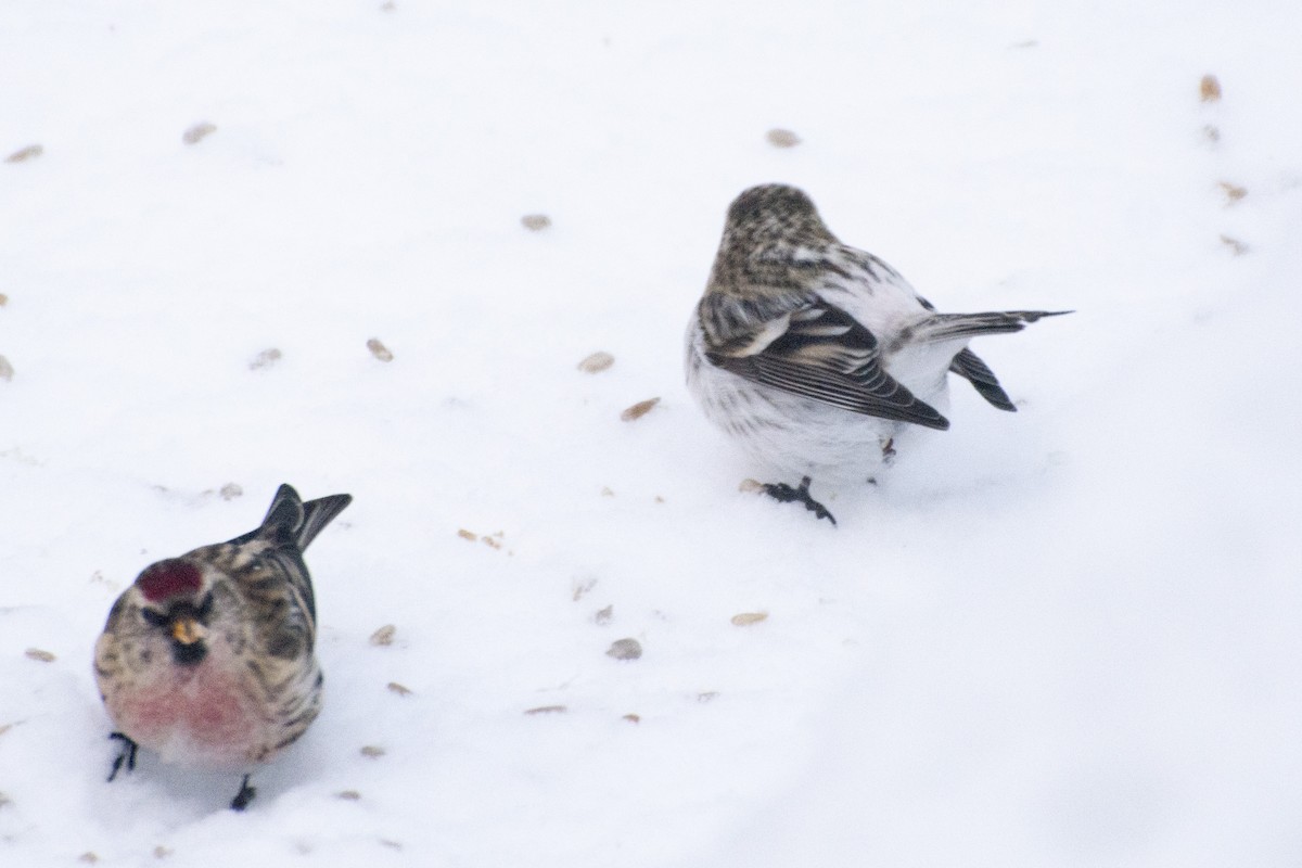 Redpoll (Hoary) - ML613391216