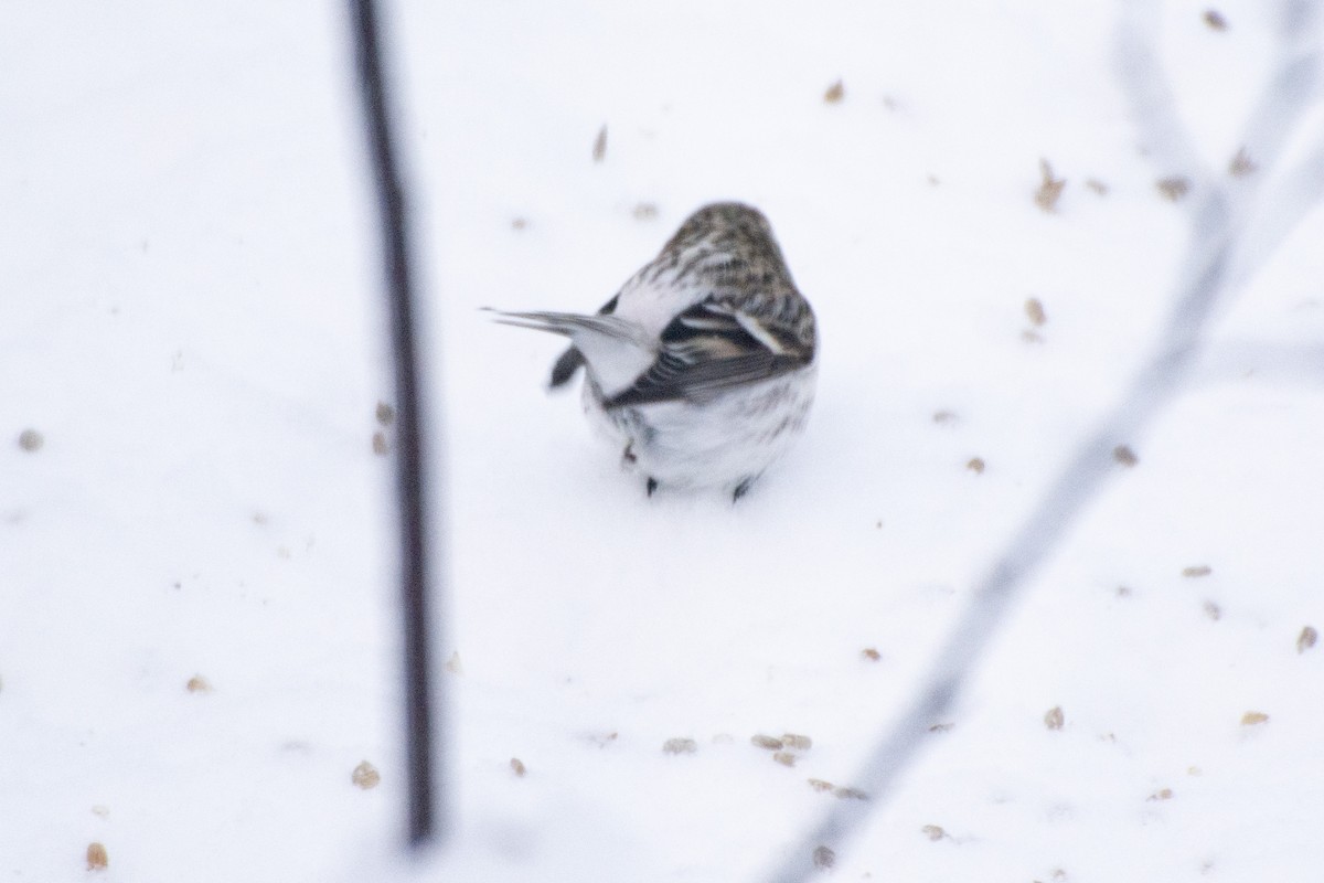 Redpoll (Hoary) - ML613391217