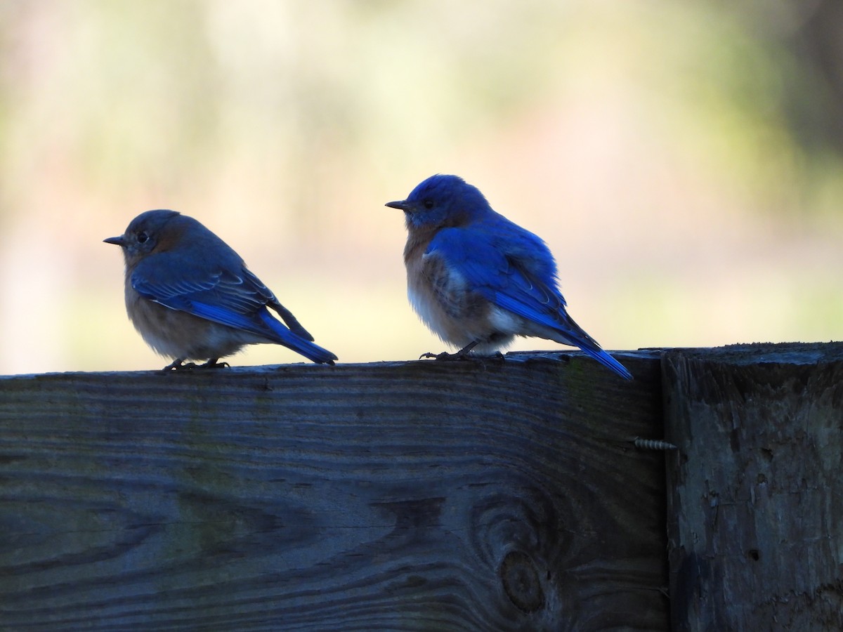 Eastern Bluebird - ML613391223