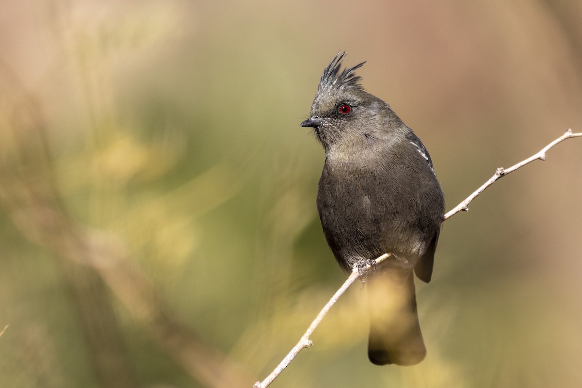 Phainopepla - Jonah Perelman