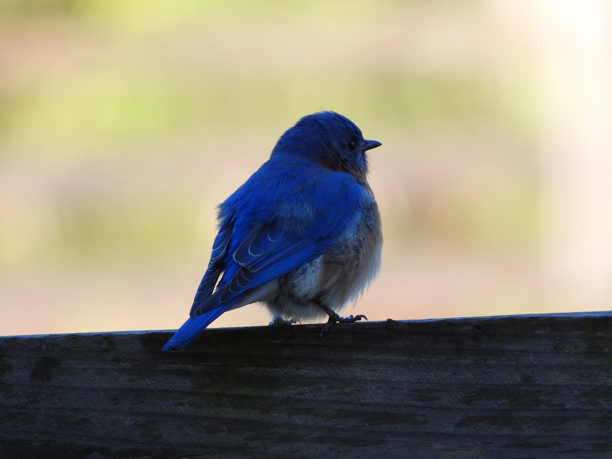 Eastern Bluebird - ML613391226