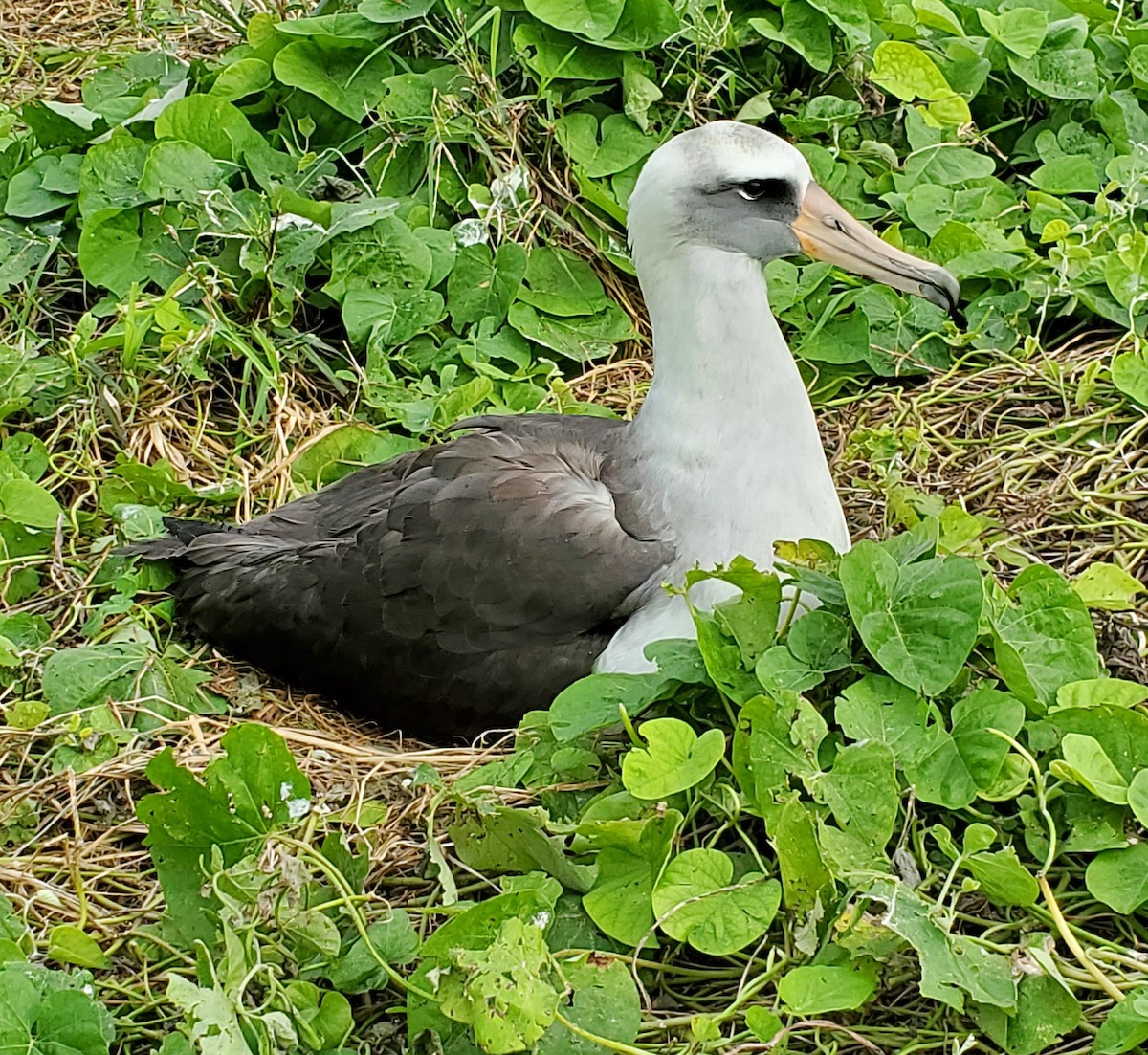 albatros laysanský x černonohý (hybrid) - ML613391246