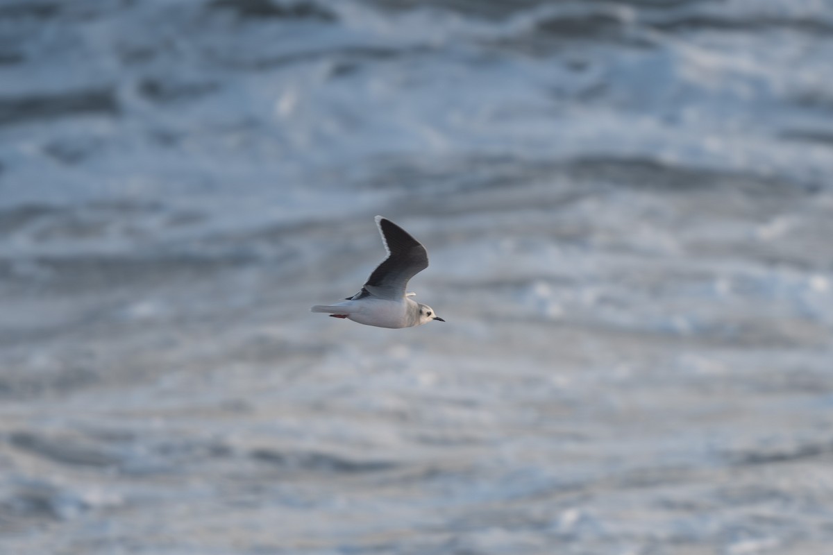 Little Gull - Tim Metcalf