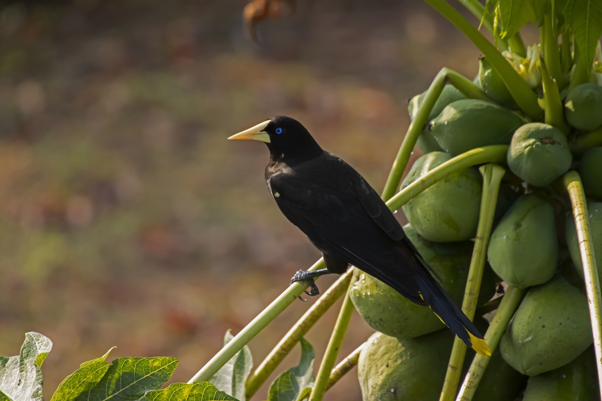 Crested Oropendola - Antonio Rodriguez-Sinovas