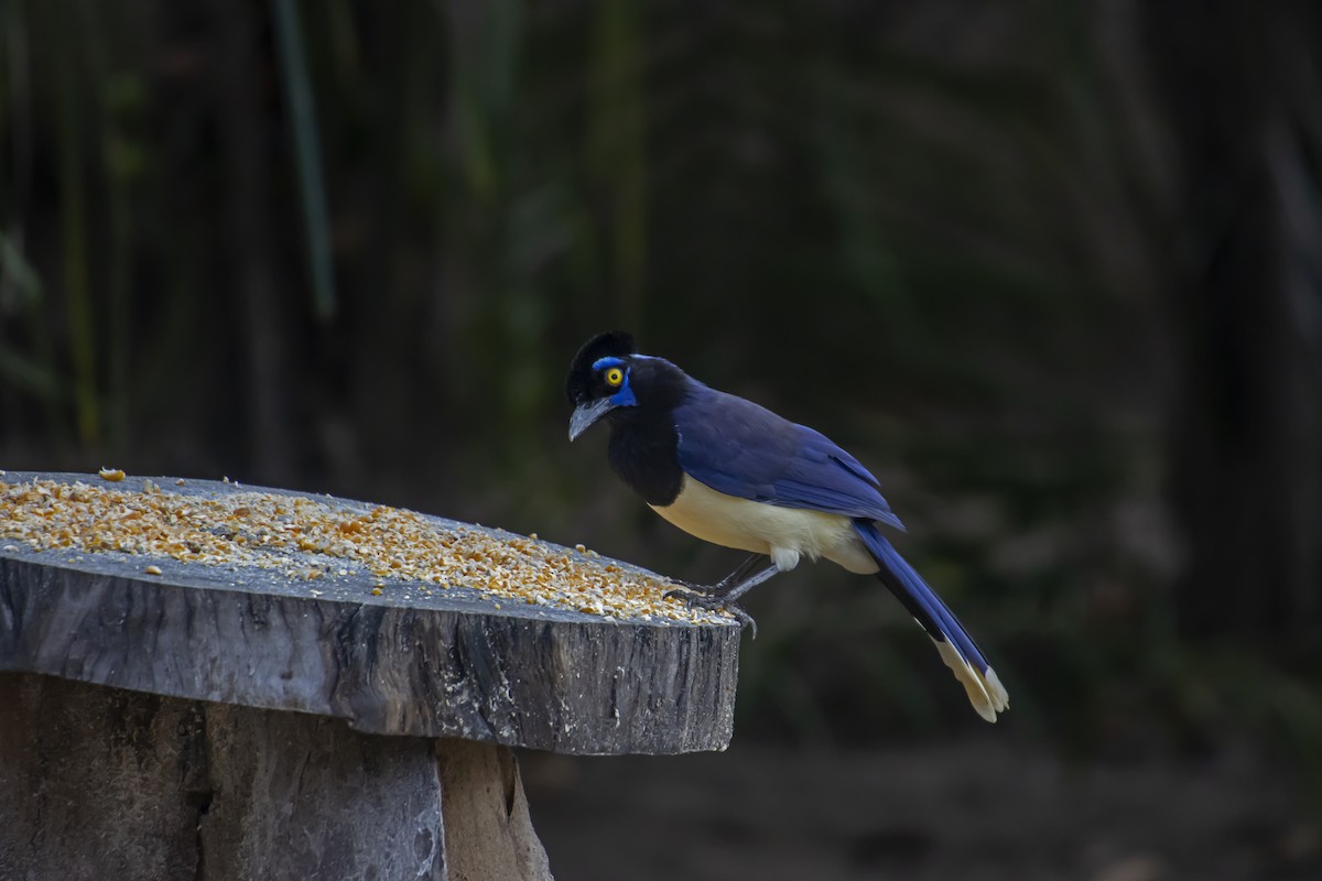 Plush-crested Jay - Antonio Rodriguez-Sinovas