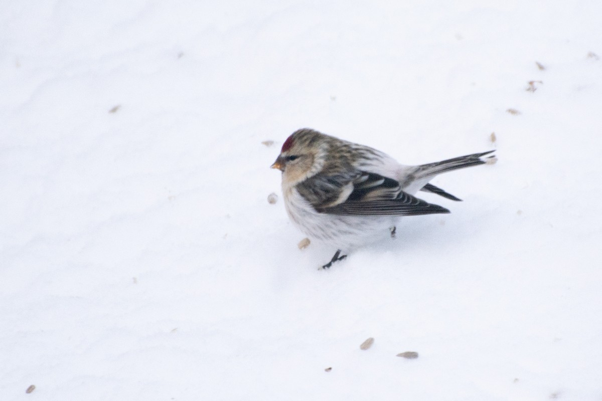 Redpoll (Hoary) - ML613391313