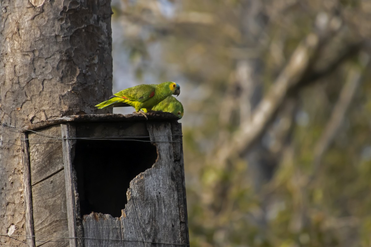 Turquoise-fronted Amazon - Antonio Rodriguez-Sinovas