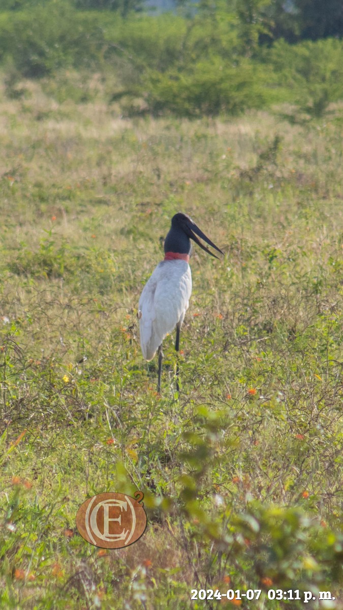 Jabiru - Eben Ezer Caamal Cahuich