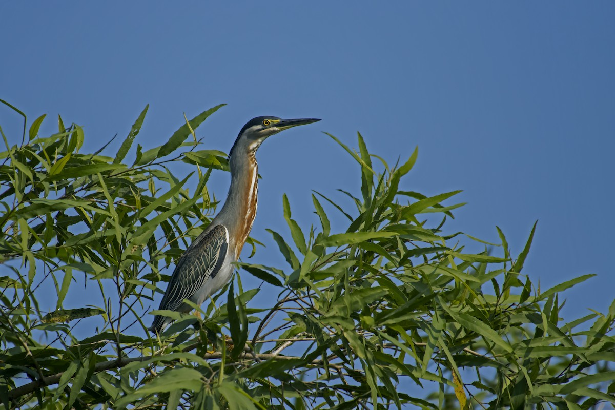 Striated Heron - Antonio Rodriguez-Sinovas