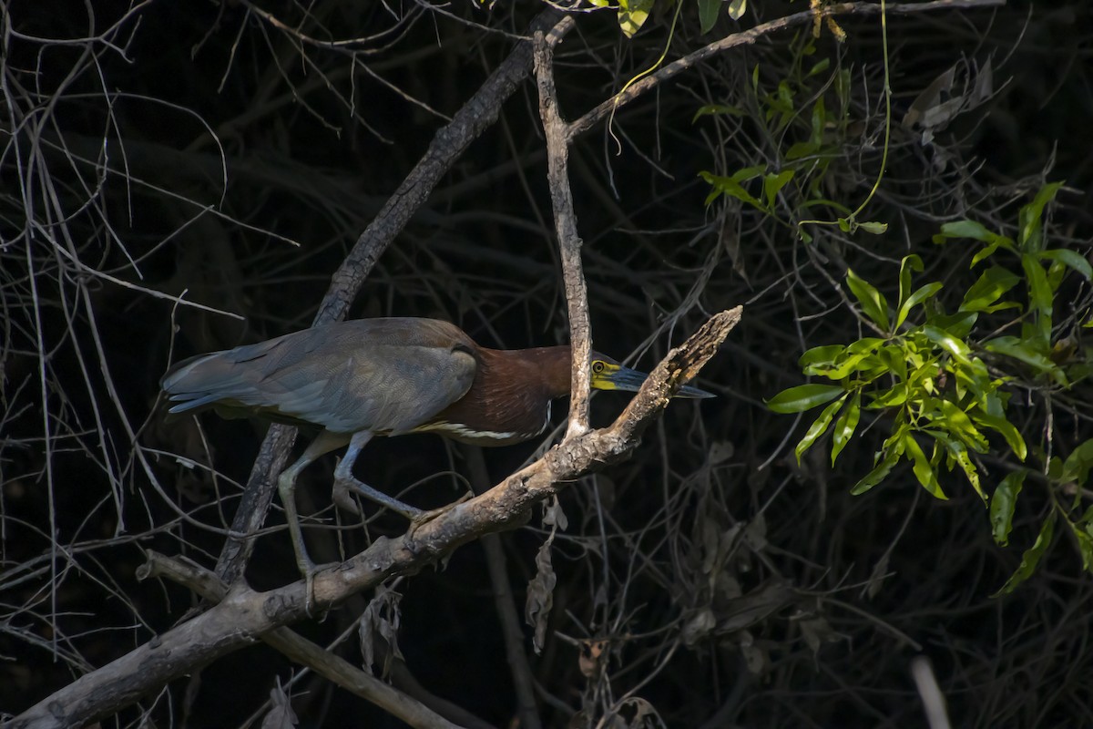 Rufescent Tiger-Heron - Antonio Rodriguez-Sinovas