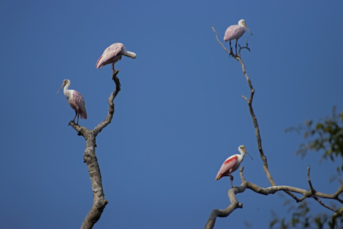 Roseate Spoonbill - Antonio Rodriguez-Sinovas