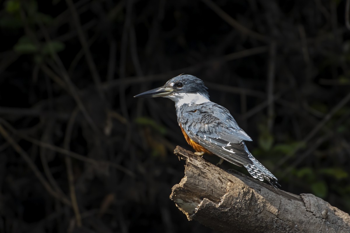 Ringed Kingfisher - Antonio Rodriguez-Sinovas
