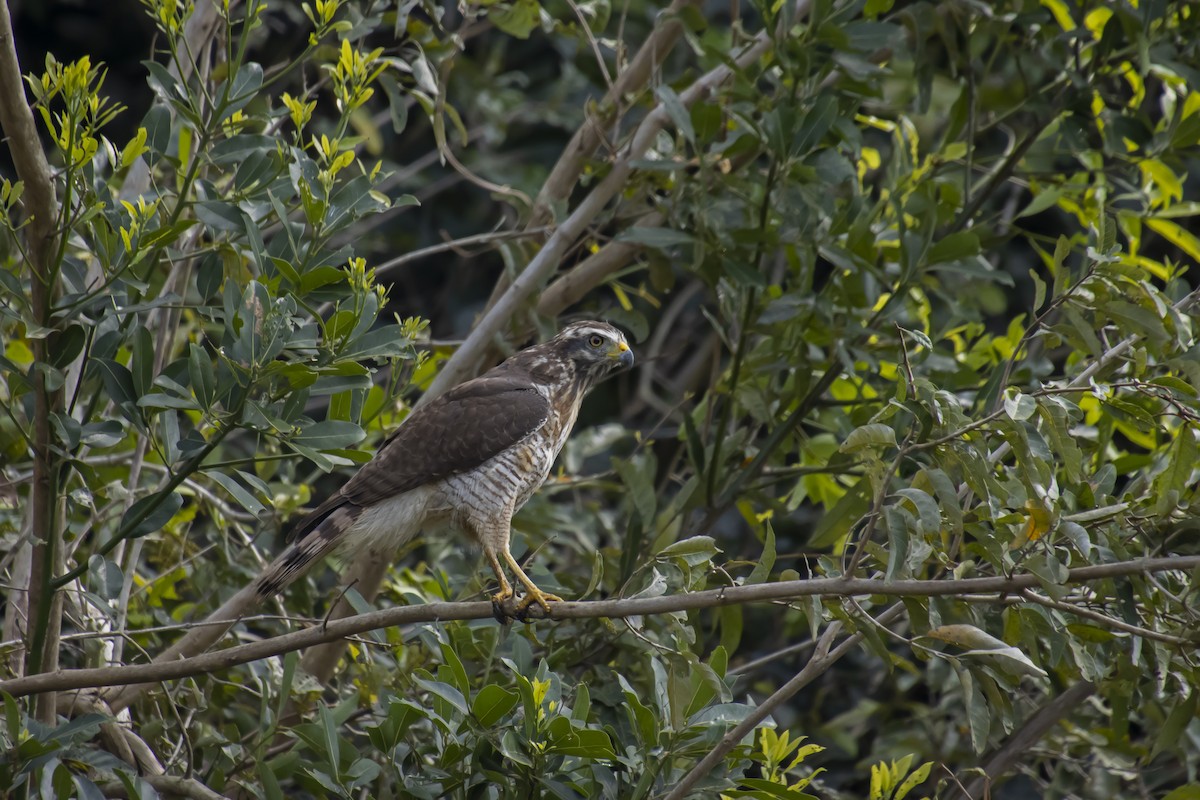 Roadside Hawk - Antonio Rodriguez-Sinovas